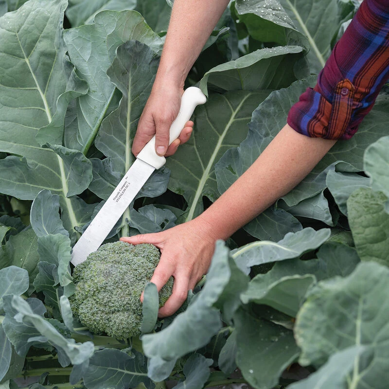 Stainless Steel Produce Knife 1 Stainless Steel Produce Knife