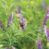 Hairy Vetch