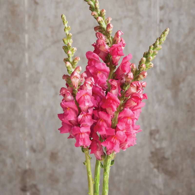 Potomac Cherry Rose 1 Potomac Cherry Rose