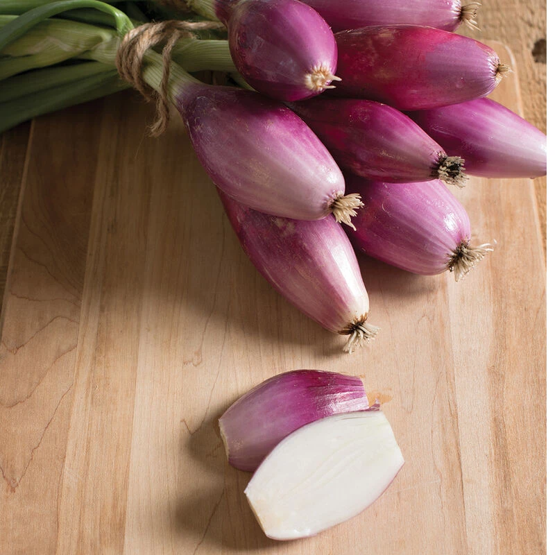 Red Long Of Tropea 1 Red Long Of Tropea