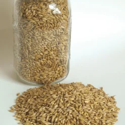 Barley (Robust)