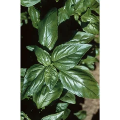 Aroma 2 -Whisper Glen Sales Store 2946g 01 aroma2