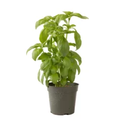 Aroma 2 -Whisper Glen Sales Store 2946g 04 aroma2