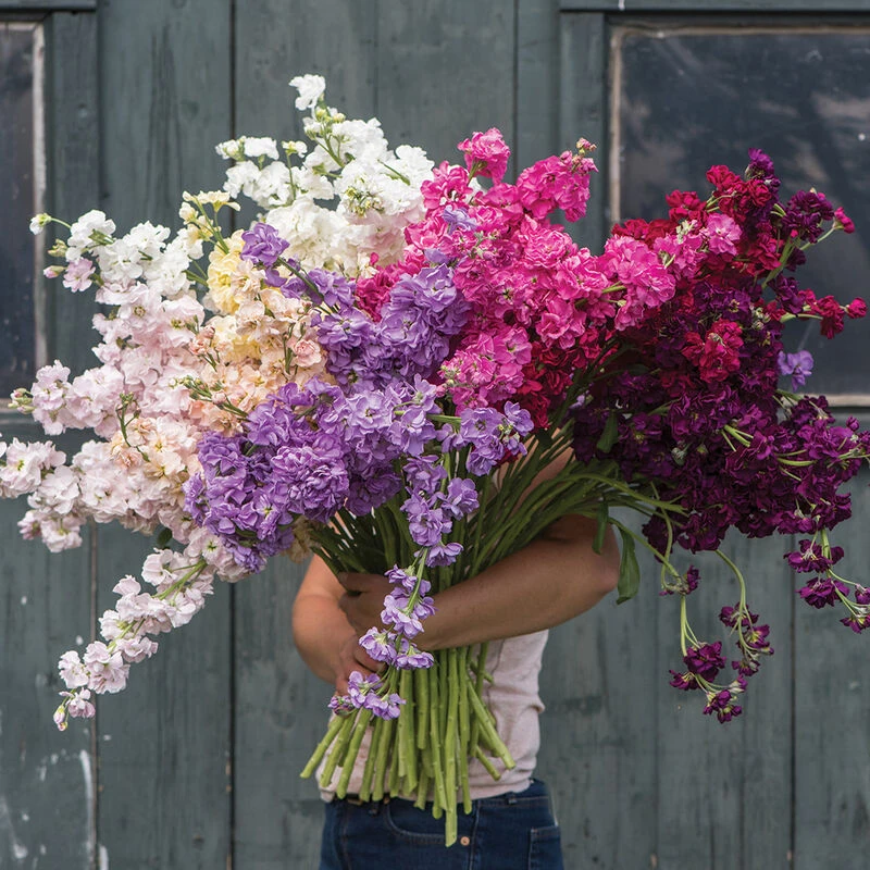 Katz Formula Mix 1 Katz Formula Mix