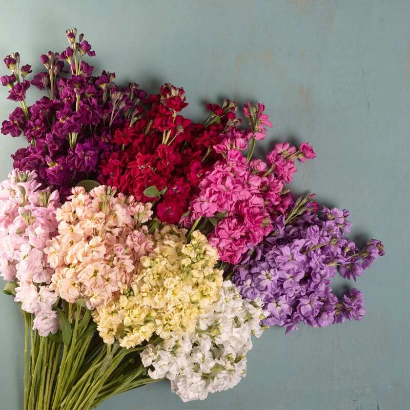 Katz Formula Mix 2 Katz Formula Mix - Image 2