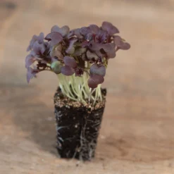 Mustard, Miz America