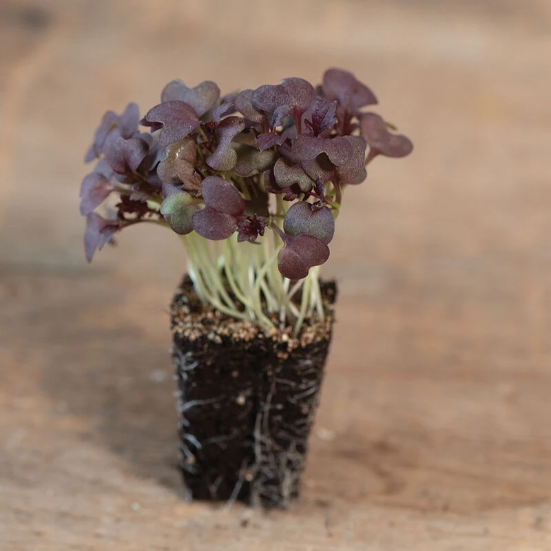 Mustard, Miz America 1 Mustard, Miz America