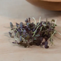 Mustard, Miz America 5 Mustard, Miz America -Whisper Glen Sales Store 3749m 03 mizamerica