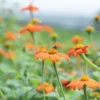 Mexican Sunflower