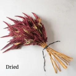 Red Spike -Whisper Glen Sales Store 3786 04 redspike dried flower