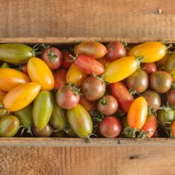 Artisan Tomato™ Collection