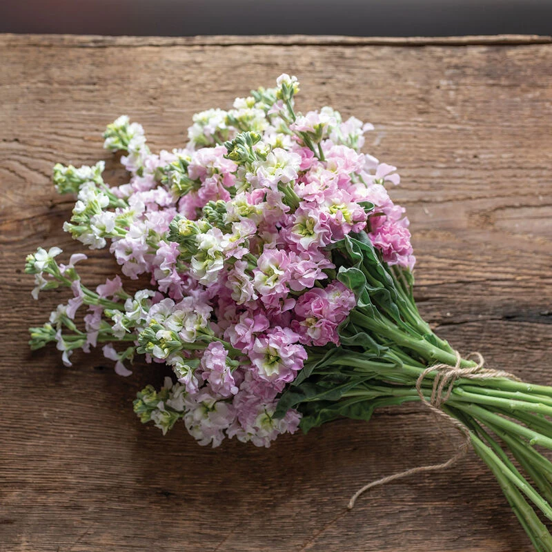 Antique Pink 1 Antique Pink