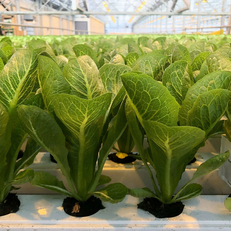 Chicarita 1 Chicarita