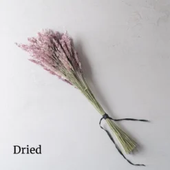 Savannah Grass 5 Savannah Grass -Whisper Glen Sales Store 4668 03 savannahgrass dried flower